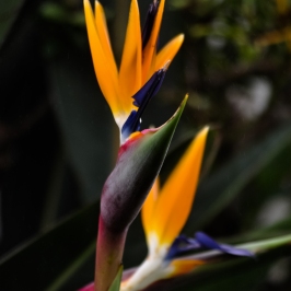 Paradise bird flower
