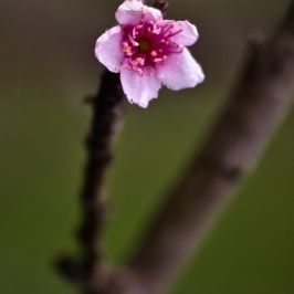 Azorean plum flower